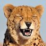 Илья Тофанчук profile picture