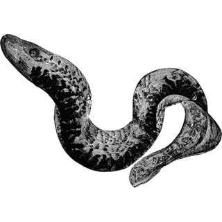 Multimic profile picture